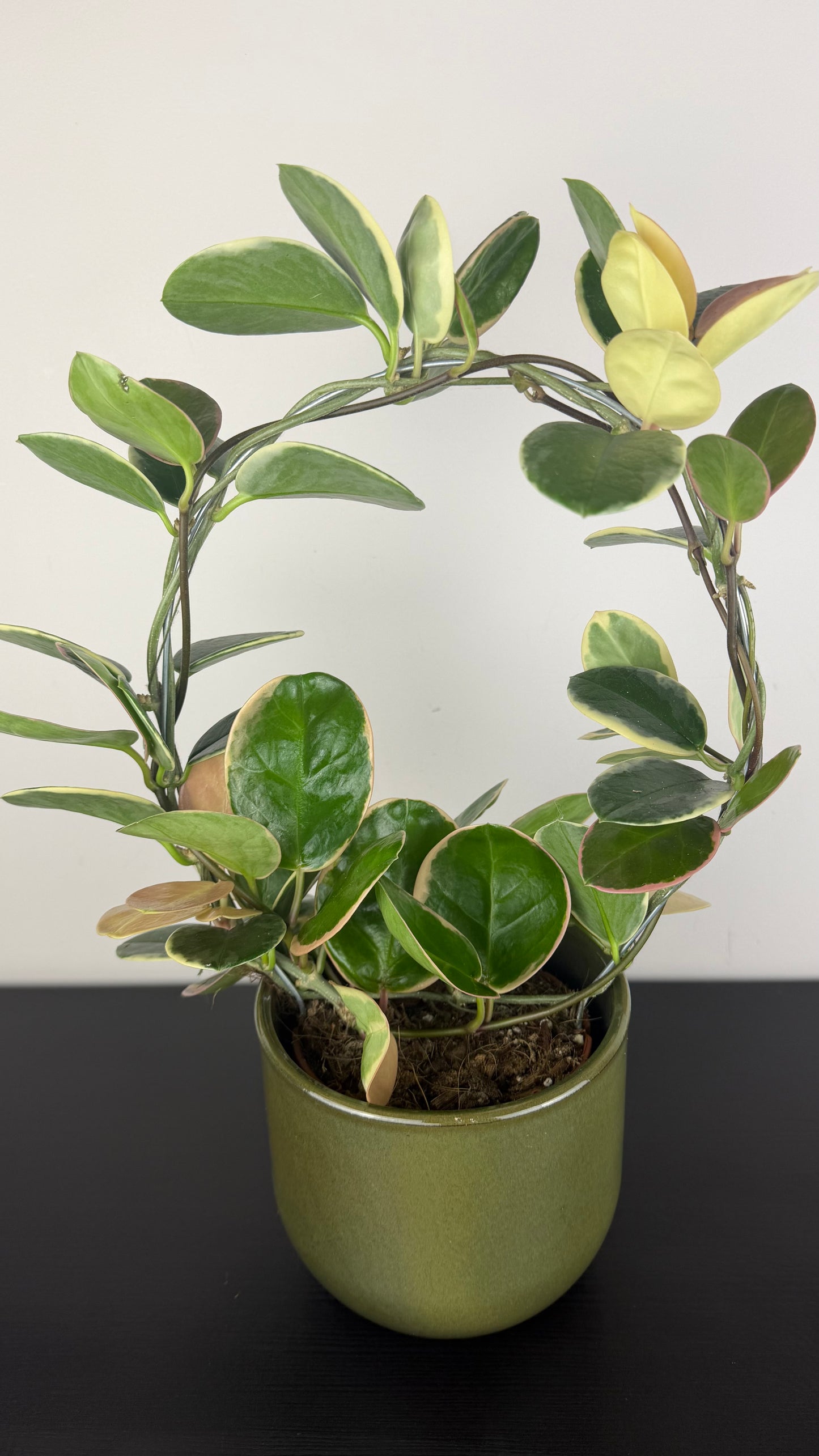 Hoya Australis Blondie