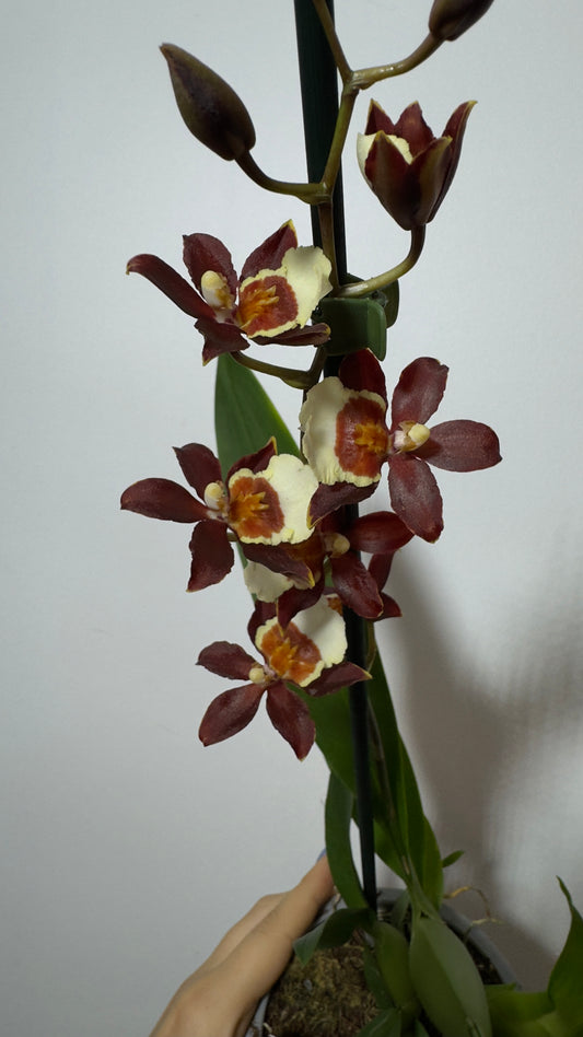 Orhideja Cambria 15 SMARŽO! - www.augi-plants.lv