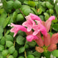 Aeschynanthus Pink Polka/ Lipstick plant - www.augi-plants.lv