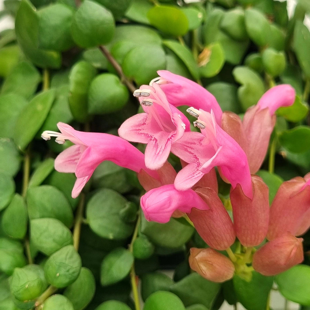 Aeschynanthus Pink Polka/ Lipstick plant - www.augi-plants.lv