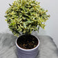 Myrtus Communis Variegata Mirte