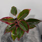 Aglaonema Siam Red Aurora