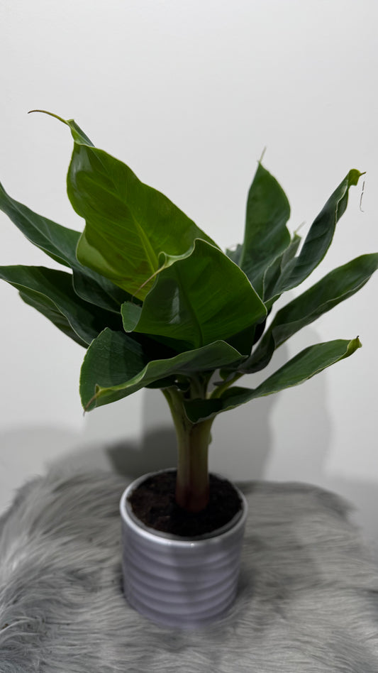 Musa dwarf Cavensish