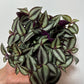 Tradescantia Zebrina - www.augi-plants.lv