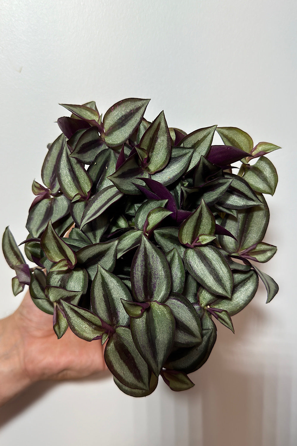 Tradescantia Zebrina - www.augi-plants.lv