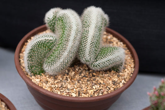 Mammilaria Spinosissima