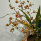 Oncidium 2