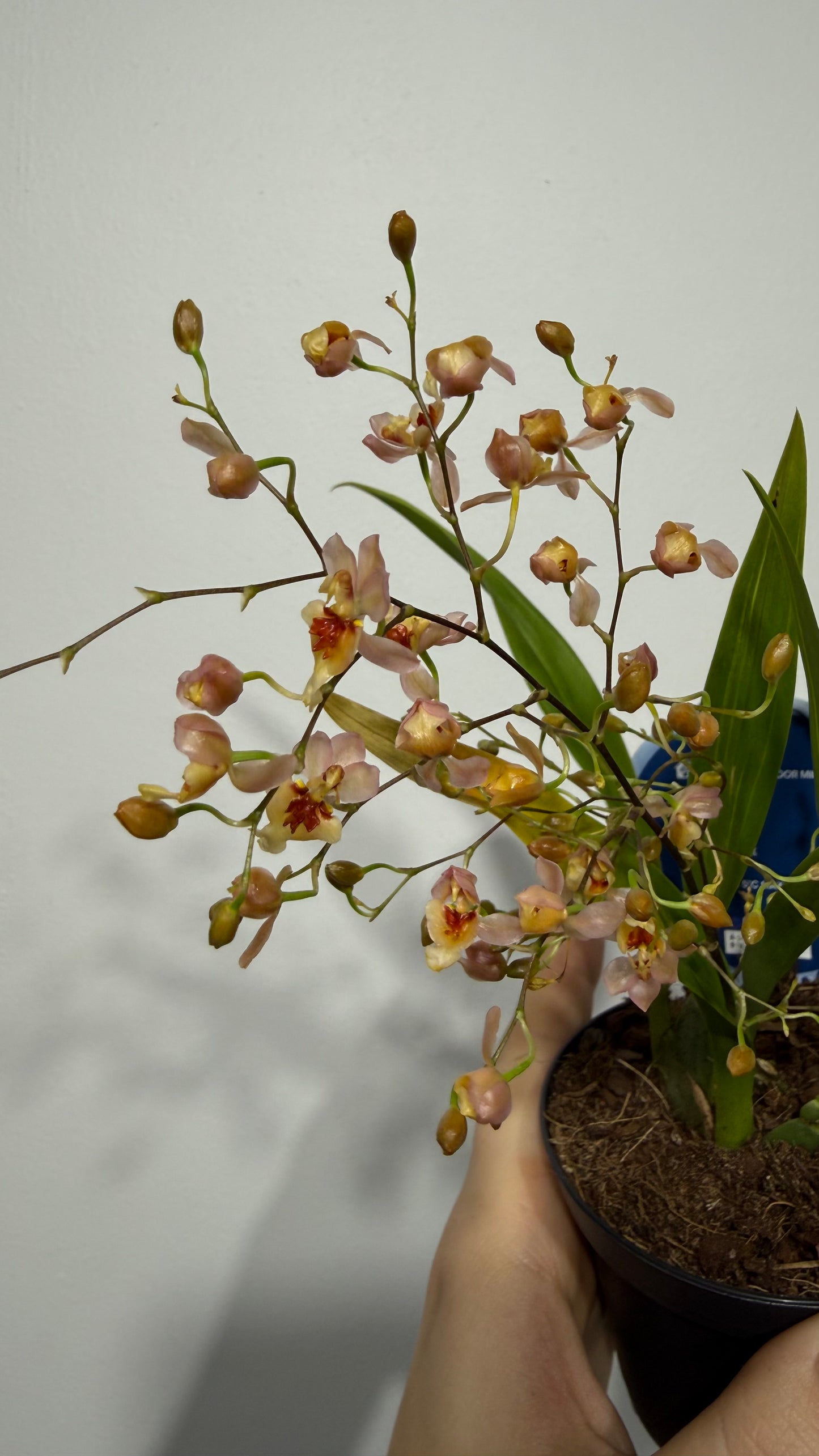 Oncidium 2
