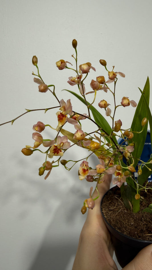 Oncidium 2