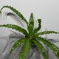 Asplenium Antiquum Osaka