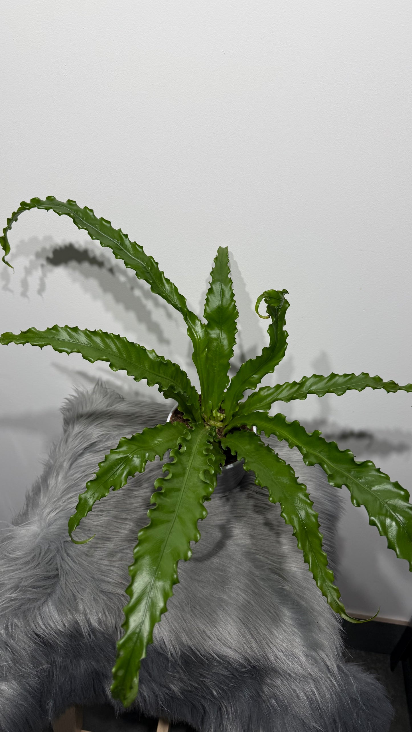 Asplenium Antiquum Osaka