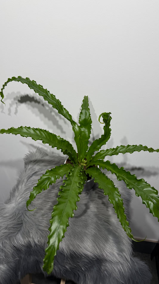 Asplenium Antiquum Osaka