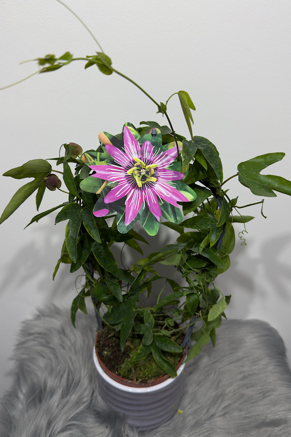 Passiflora 1 - www.augi-plants.lv