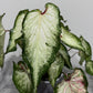 Caladium 2