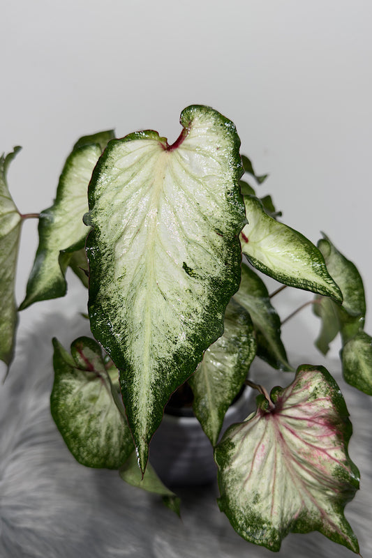 Caladium 2