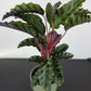 Calathea Velvet Glory