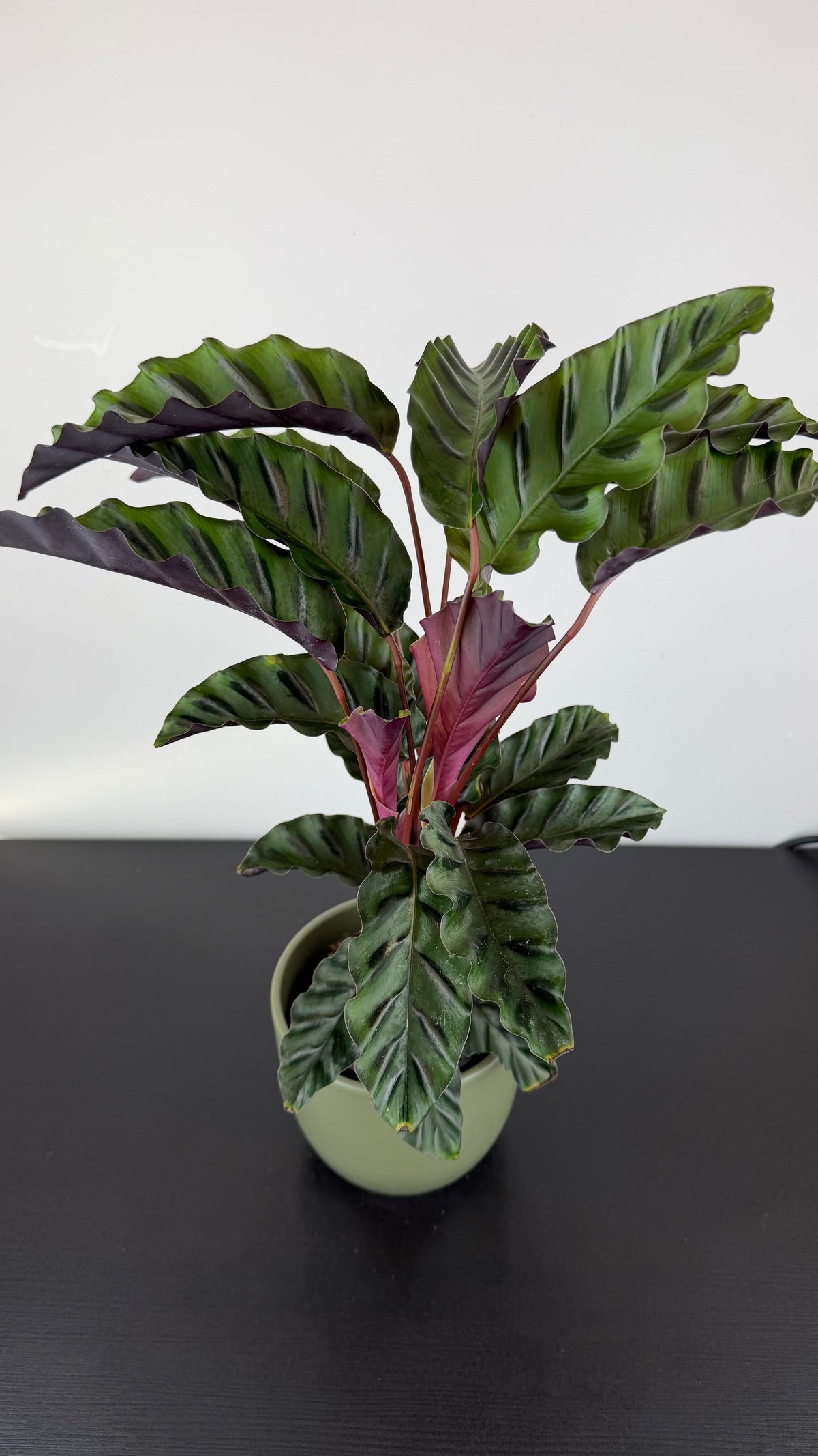Calathea Velvet Glory