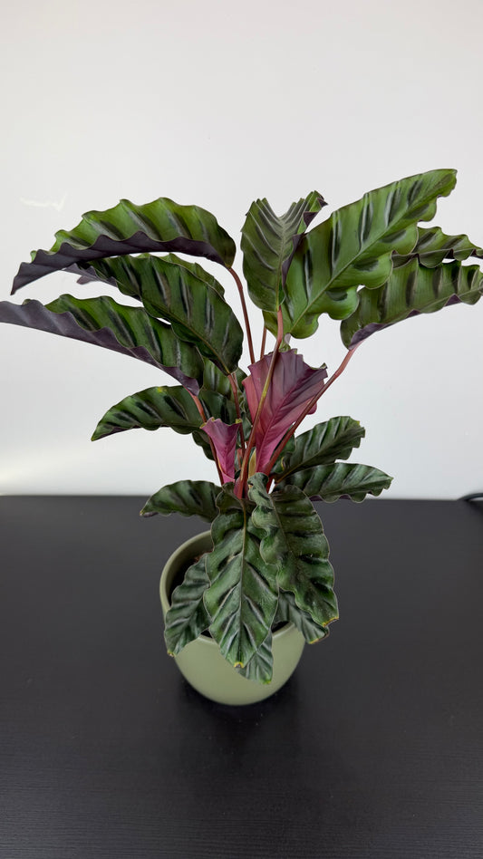 Calathea Velvet Glory