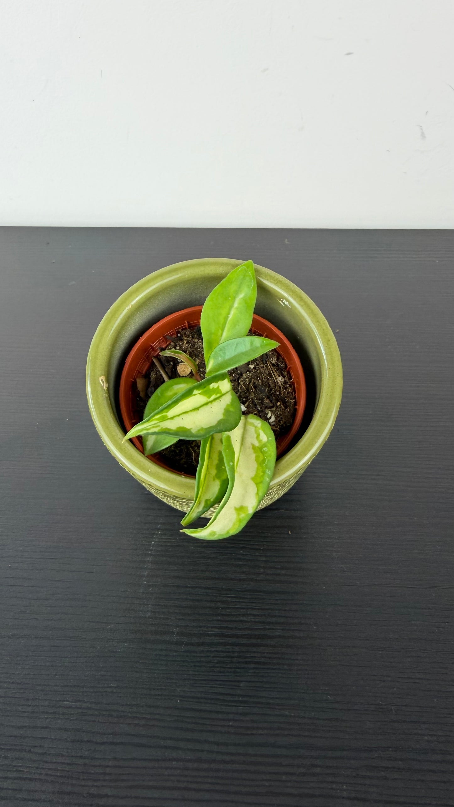 Hoya Mix