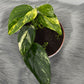 Monstera standleyana variegata - www.augi-plants.lv
