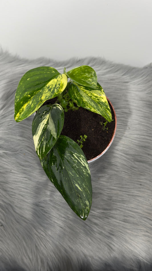 Monstera standleyana variegata - www.augi-plants.lv