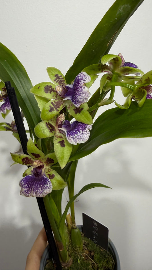 Orhideja Zygopetalum Louisendorf SMARŽO!