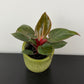 Philodendron Birkin Pink