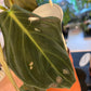 Philodendron gigas - www.augi-plants.lv