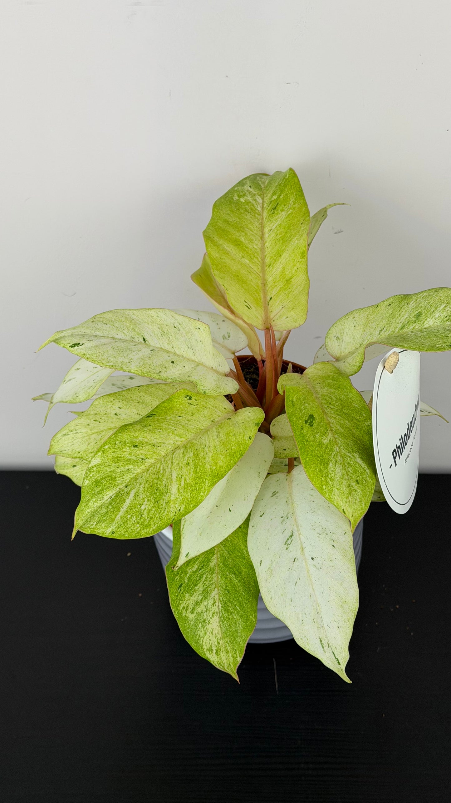 Philodendron Snowdrift