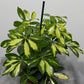 Schefflera Gerda - www.augi-plants.lv