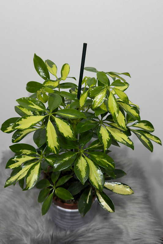 Schefflera Gerda - www.augi-plants.lv