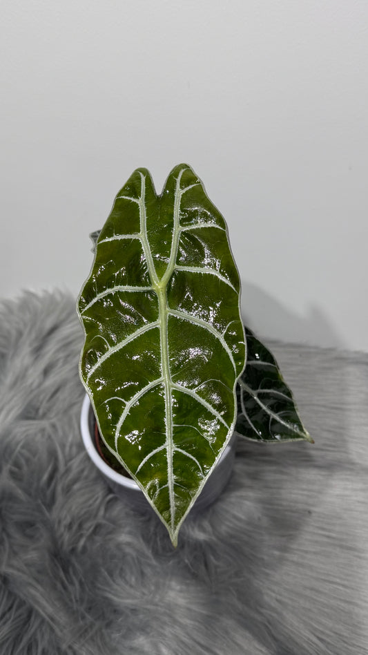 Alocasia Watsonia