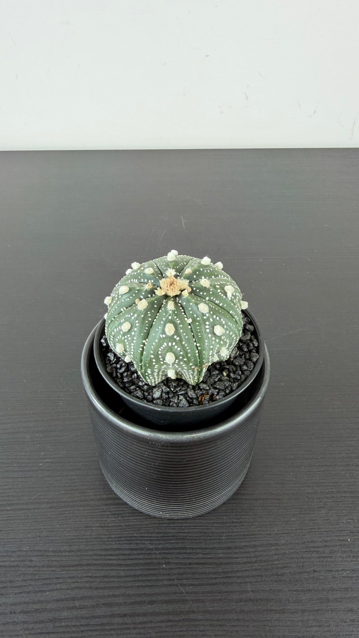 Astrophytum Asterias