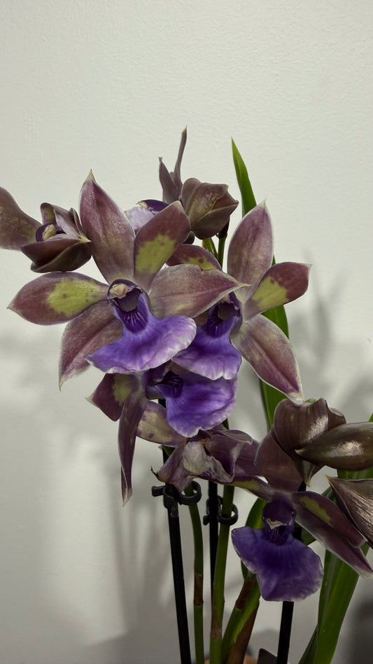 Orhideja Zygopetalum Louisendorf SMARŽO!