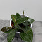 Hoya Rundumensis Splash