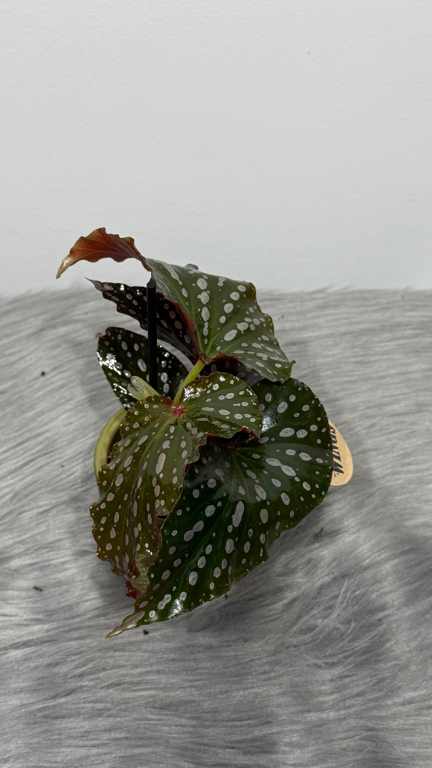 Begonia Angel Wings 2