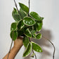 Hoya carnosa 'Krimson Queen' - www.augi-plants.lv