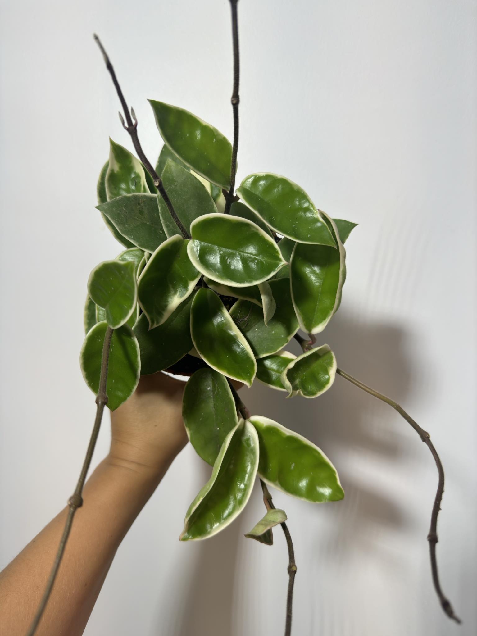Hoya carnosa 'Krimson Queen' - www.augi-plants.lv