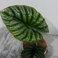 Alocasia Nebula