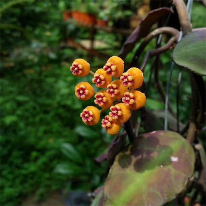 Hoya Waymaniae