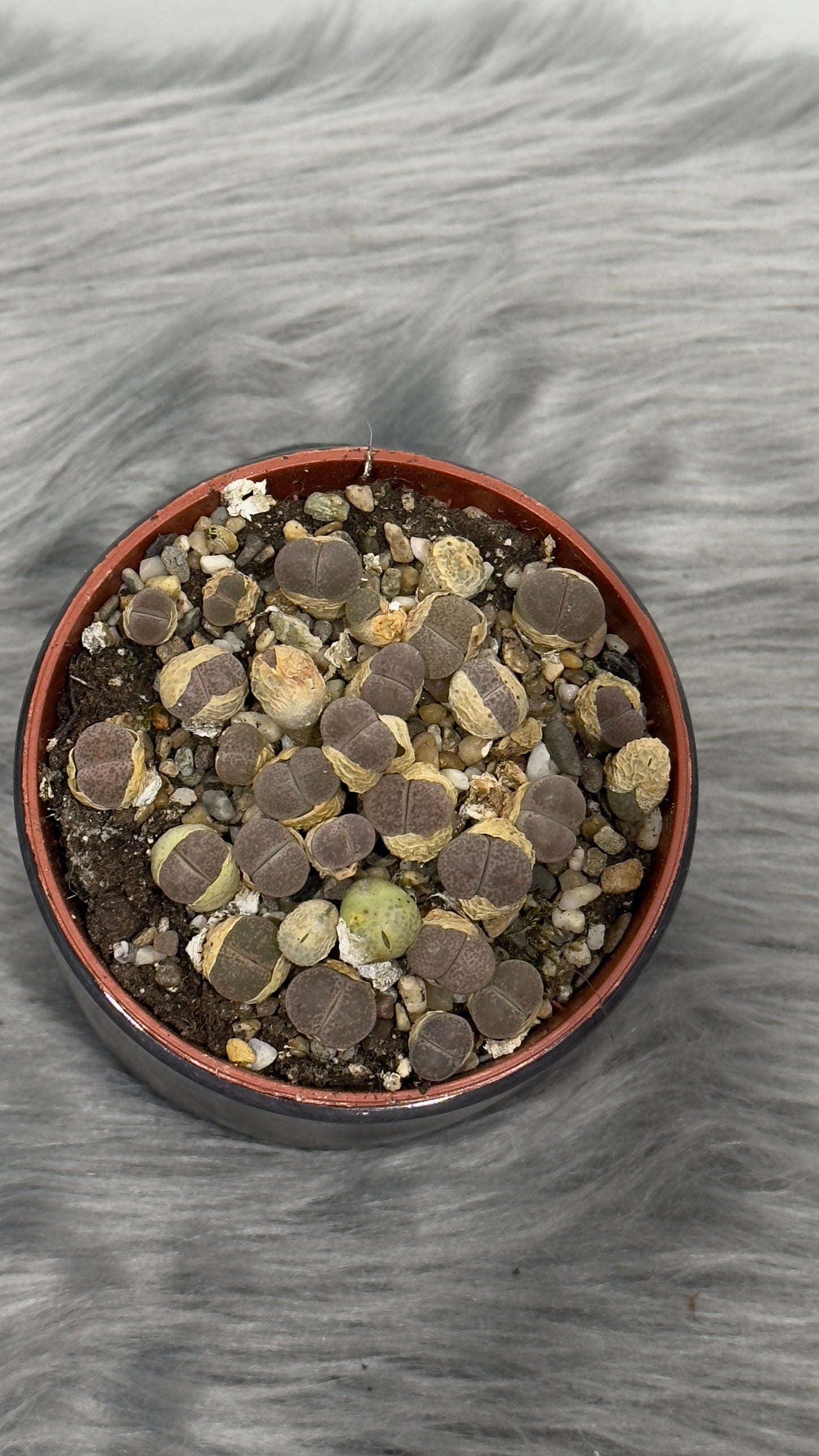 Lithops 5 - www.augi-plants.lv