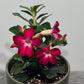 Adenium obesum Anouk