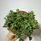 Senecio Rowleyanus