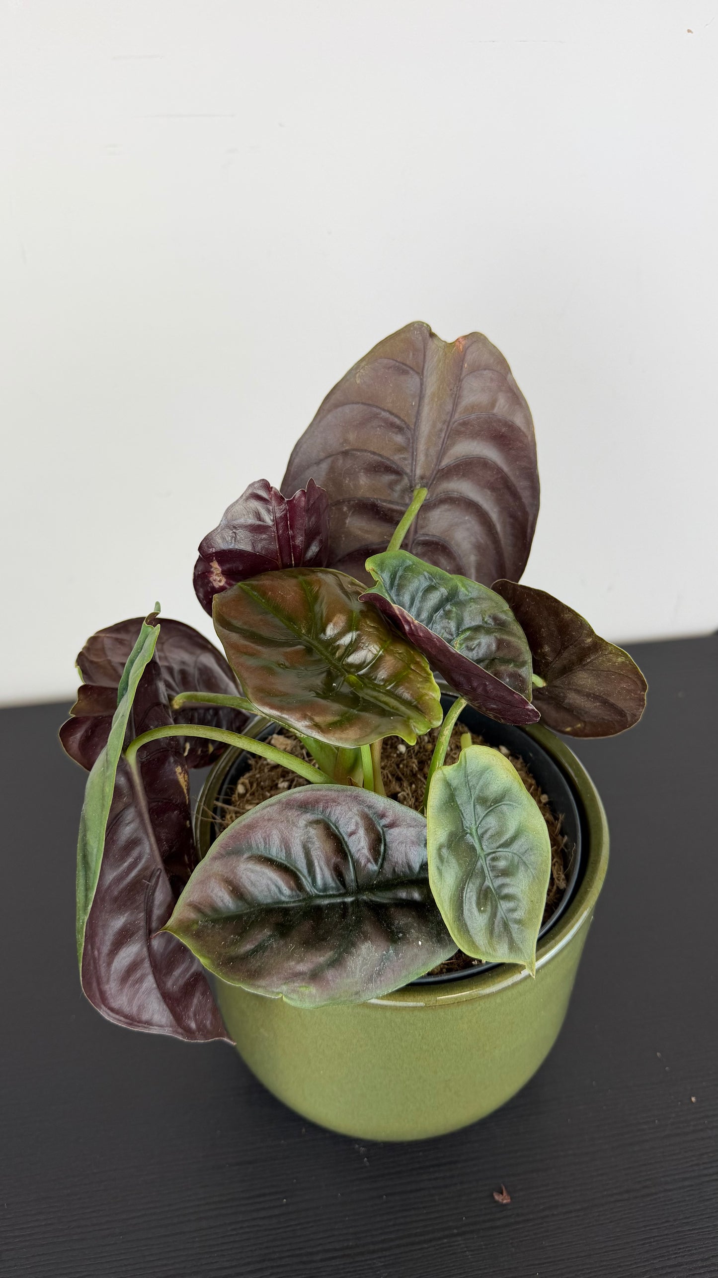 Alocasia cuprea 'Red Secret'