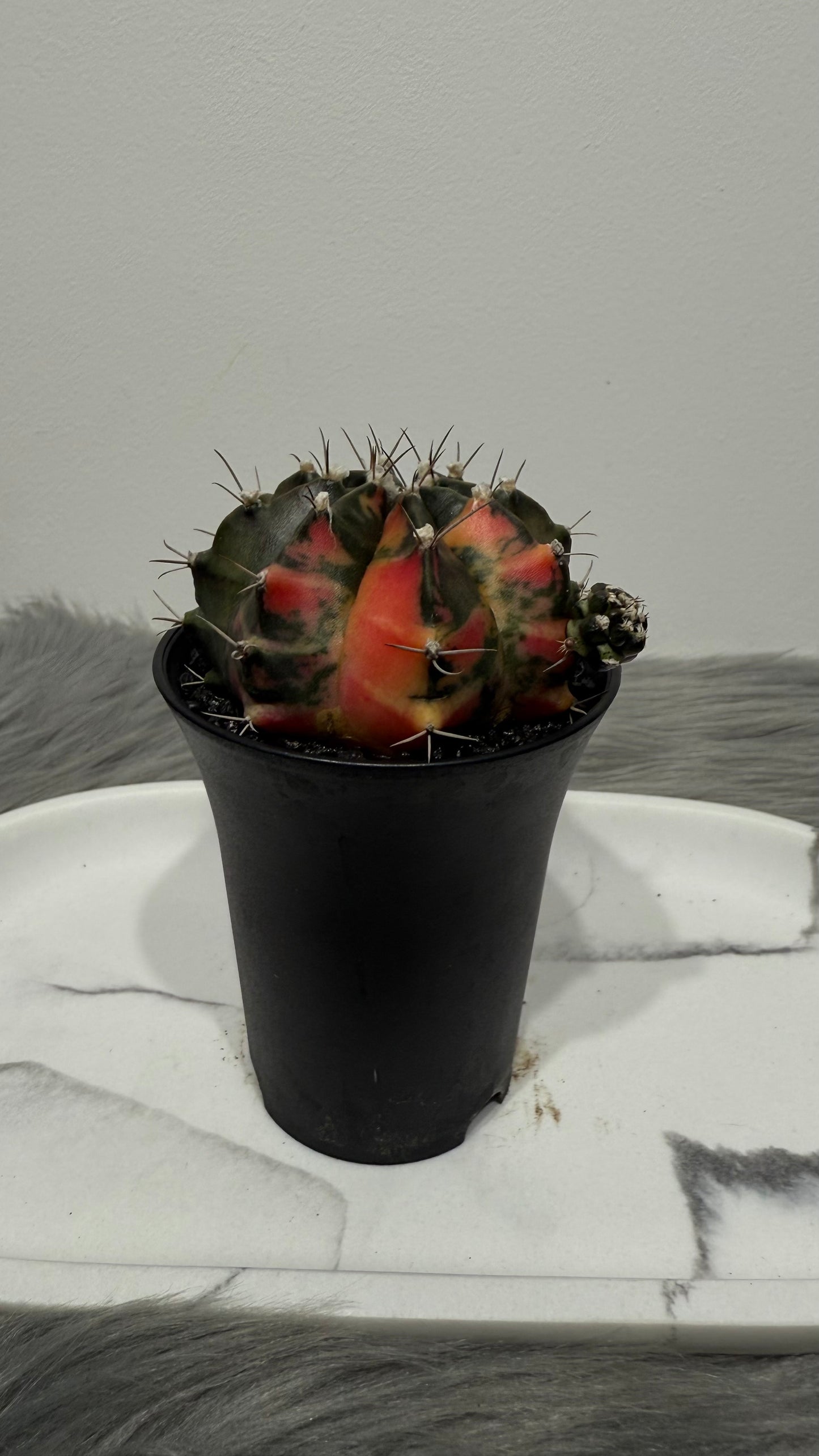 Gymnocalycium mihanovichii variegata