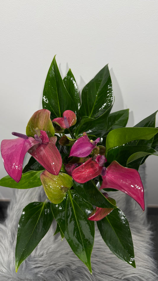 Anthurium Lilac