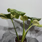 Monstera Thai Constellation 9 - www.augi-plants.lv