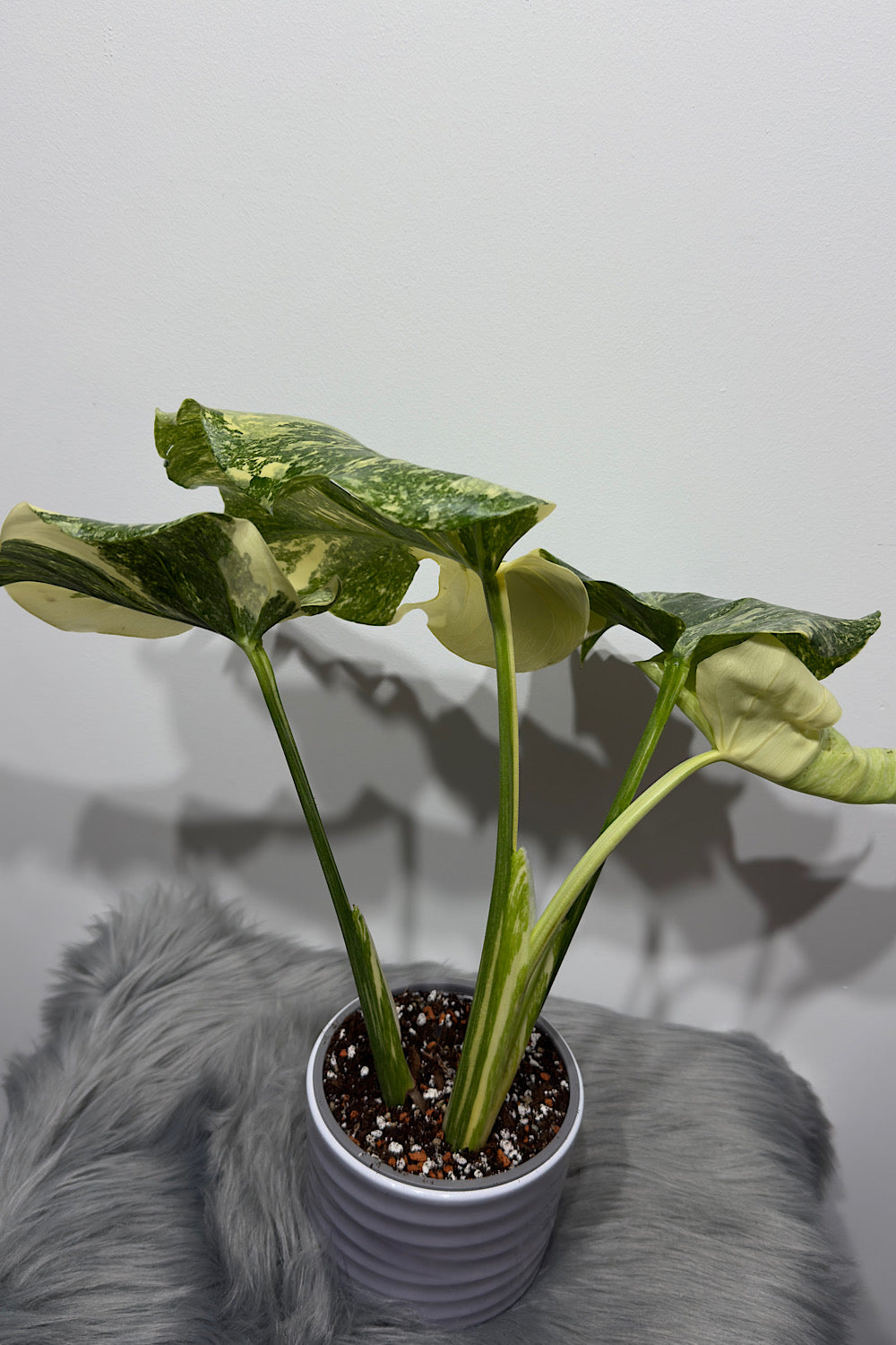 Monstera Thai Constellation 9 - www.augi-plants.lv