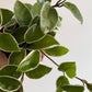 Hoya carnosa 'Krimson Queen' - www.augi-plants.lv
