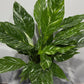Spathiphyllum Diamond - www.augi-plants.lv